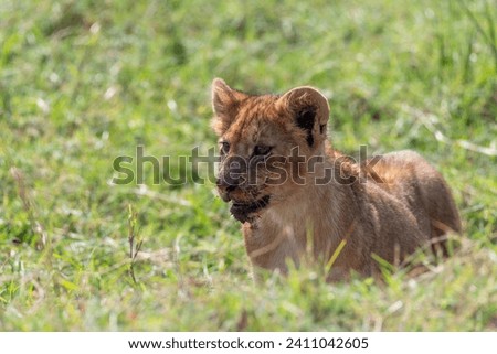 Bloody mouthed lion cub in Tanzania, Africa.