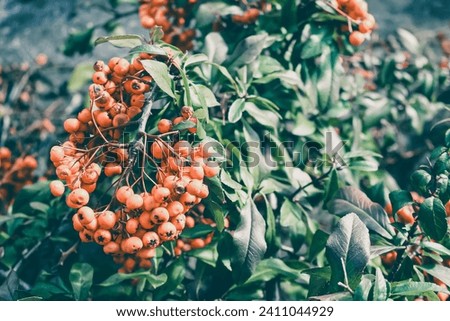 Lush scarlet firethorn bush at december.  Royalty-Free Stock Photo #2411044929