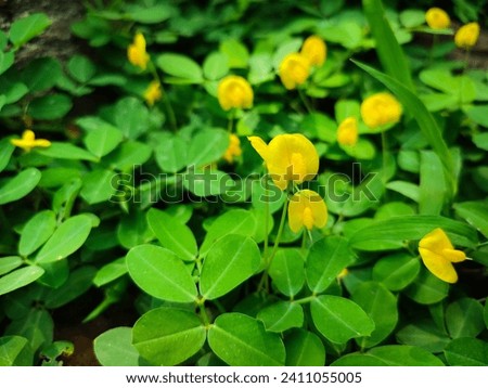 The Arachis duranensis plant grows to cover the ground and has leaves that are similar to peanut plants. Royalty-Free Stock Photo #2411055005