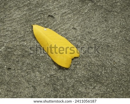 
One yellow, old, fallen leaf lay on the ground. Selected focus.