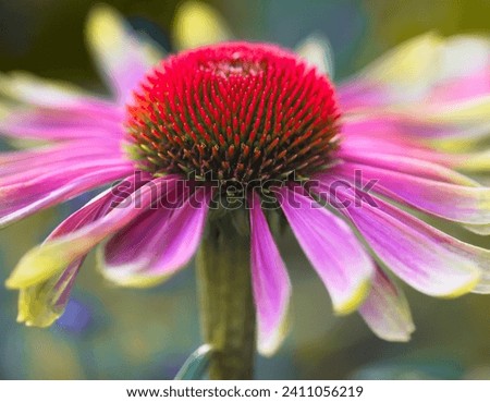 An extraordinary variety of echinacea purpurea coneflower, Green Twister. Lime green petal tips transition to a soft pink as it reaches the brilliant orange center with a dreamy bokeh background. Royalty-Free Stock Photo #2411056219