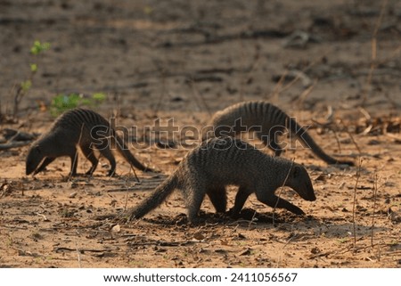 playful mongooses on the savanna