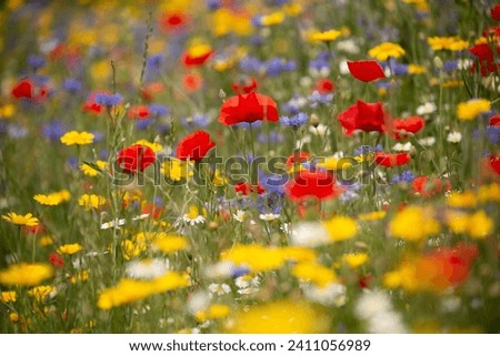  Snowshill Meadow Cotswolds Gloucestershire United Kingdom 
Poppy and meadow flowers Royalty-Free Stock Photo #2411056989