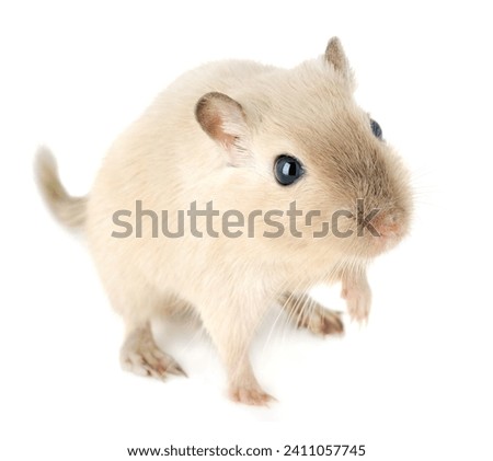 Close-up of a cute young gerbil pet looking up, with a soft cream coat and dark eyes, view from above isolated on white background