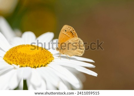 Small Heath butterfly on daisies. Close-up, under the wing. (Coenonympha pamphilus) Royalty-Free Stock Photo #2411059515