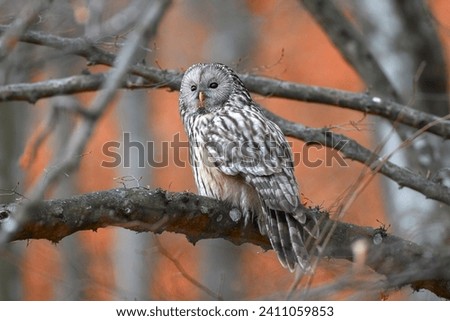 Ural owl in natural habitat (Strix uralensis).