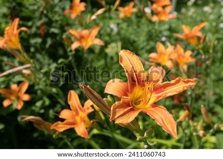 Orange lily flowers growing in the garden, close up. Blooming tiger lilies for publication, design, poster, calendar, post, screensaver, wallpaper, postcard, cover, website. High quality photography