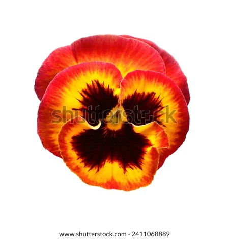 Red flowers pansy isolated on white background. Flat lay, top view