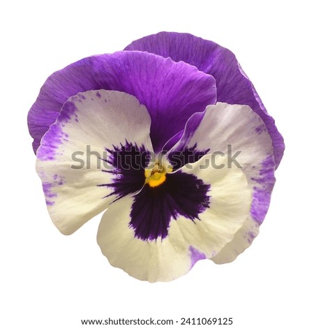 Purple flowers pansy isolated on white background. Flat lay, top view