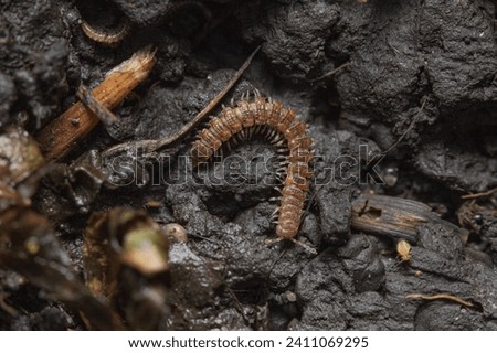 Adult Common Flat-backed Millipede (Polydesmus angustus) sitting in a dark mud Royalty-Free Stock Photo #2411069295