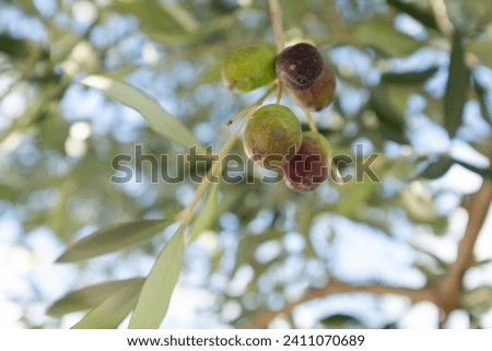 Green olives grow on the branch olive tree, close-up. Olive background for publication, design, poster, calendar, post, screensaver, wallpaper, postcard, banner, cover, website. High quality photo