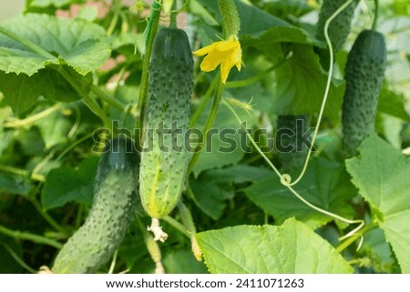 Cucumber plants grow in greenhouse, close-up. Cucumbers ripening for publication, design, poster, calendar, post, screensaver, wallpaper, postcard, banner, cover, website. High quality photography