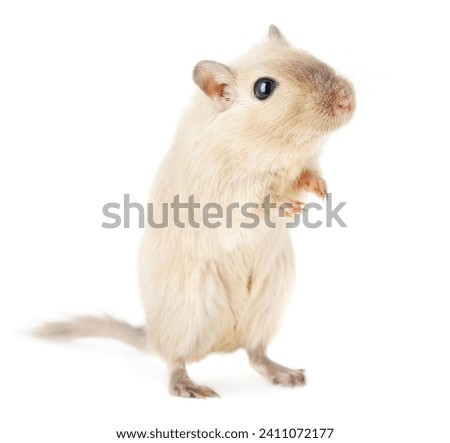 Curious cream-colored gerbil standing on hind legs, isolated on white background