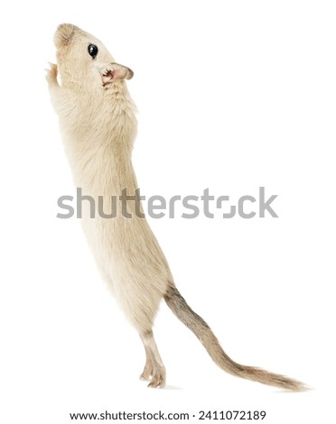 A playful beige gerbil pet standing on its hind legs, looking up isolated on white background