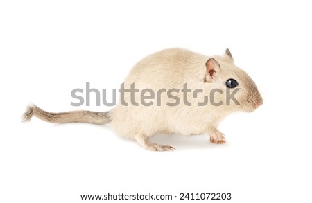 A Burmese gerbil walking, displaying its full profile from nose to tail, isolated on white background
