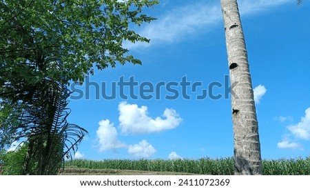 Beautiful corn field in the summer with a blue sky and clouds as a background. Surrounded by coconut trees and other greenery. Scenic landscape agricultural corn field picture. 