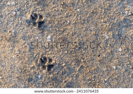 Testimony of Loyal Companionship: Canine Footprints on the Soil Texture with Copyspace.