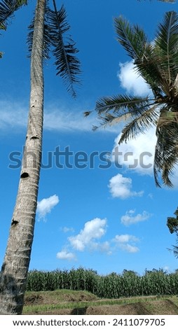 Beautiful corn field in the summer with a blue sky and clouds as a background. Surrounded by coconut trees and other greenery. Scenic portrait of an agricultural corn field picture. 