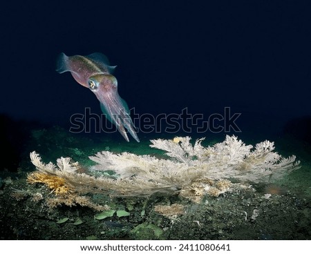 A magnificent giant squid, a cephalopod mollusk swimming in the blue depths of the sea among the spreading corals Royalty-Free Stock Photo #2411080641