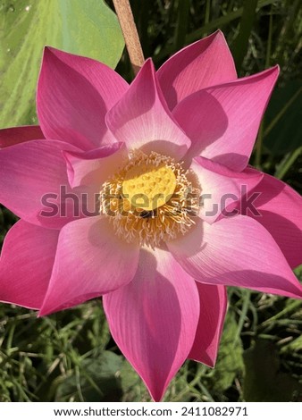Close up picture lotus plant