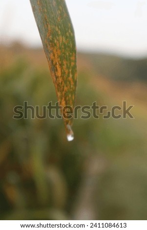 Water droplets on the leaves of a corn plant