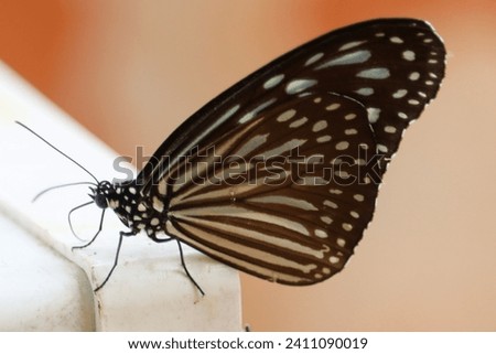 The Grey Glassy Tiger or Gray Glassy Tiger, too Wood Nymph (Ideopsis juventa) is a species of nymphalid butterfly in the Danainae subfamily. The butterfly is widespread throughout South East Asia. Royalty-Free Stock Photo #2411090019
