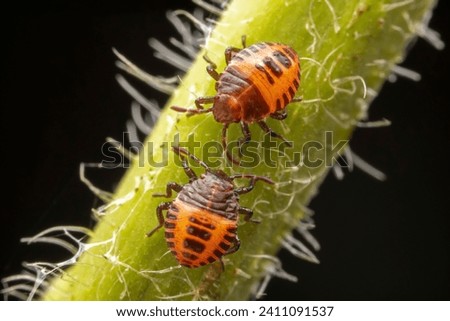 The stinkbug family insects inhabit wild plants Royalty-Free Stock Photo #2411091537