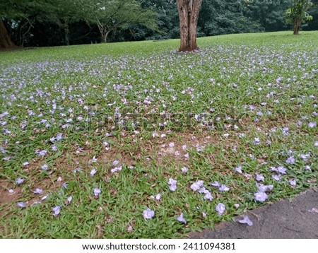 The image shows a calm and beautiful outdoor scene inside a campus. The ground is covered with fallen purple flowers, creating a carpet of natural beauty. A tree and well-maintained shrubs are found.