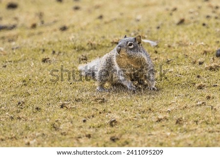 Gray squirrel (Sciurus griseus) eating with cheeks full of seeds.