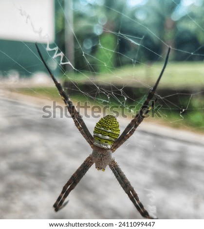 backgroud photo of a orb web spider named argiope magnifica. it found at tropical area. this picture captured at 10th january 2024 in Bangka Island, Indonesia.