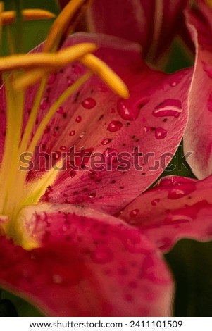 Bright pink amaryllis flower petal with water drops  a macro photography. Blooming amaryllis petal with water drops on close up photo. Isolated photo of a pink lily.