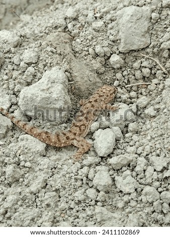 lizard picture of indian country on ground shoot on outside photography 