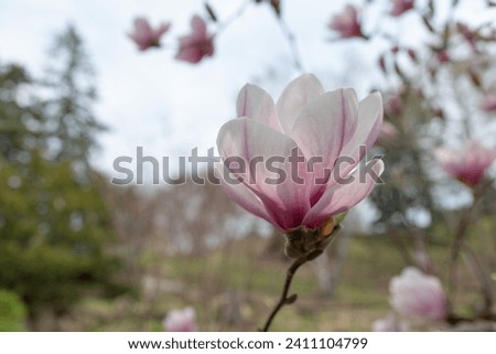 close-up of an isolated magnolia blossom with scenic bokeh background