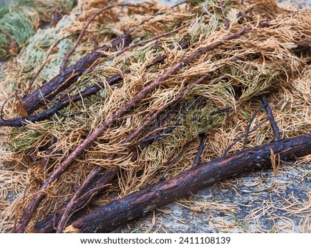 close up view of spruce needle leaves and its old broken branch falling in the ground Royalty-Free Stock Photo #2411108139