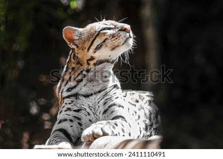 Ocelot (Leopardus pardalis) - medium-sized spotted feline Royalty-Free Stock Photo #2411110491