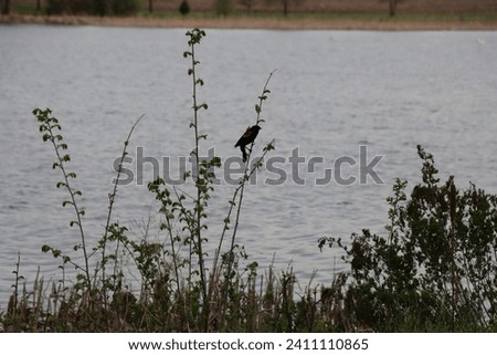 red wing blackbird perched on branch of green tree bush in summer near water marsh wetland of natural habitat for blackbirds closeup  Royalty-Free Stock Photo #2411110865