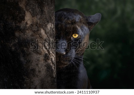 Black Jaguar (Panthera onca) - Melanistic Feline Royalty-Free Stock Photo #2411110937