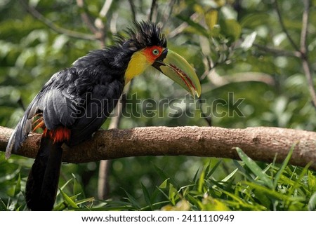 Red-breasted toucan or Green-billed toucan (Ramphastos dicolorus)