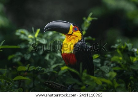 Channel-billed Toucan (Ramphastos vitellinus ariel) - Ariel Toucan