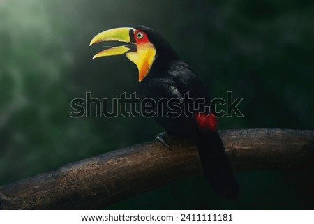 Red-breasted toucan or Green-billed toucan (Ramphastos dicolorus)