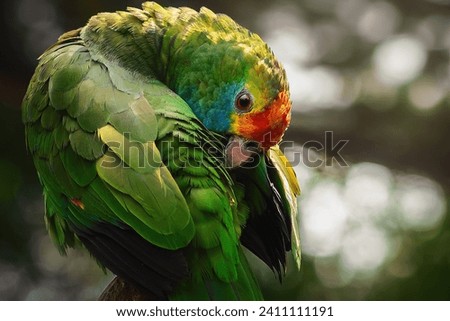 Red-browed Amazon Parrot (Amazona rhodocorytha) Royalty-Free Stock Photo #2411111191
