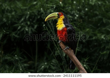 Soaking Wet Red-breasted toucan or Green-billed toucan (Ramphastos dicolorus)