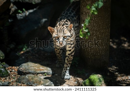 Ocelot (Leopardus pardalis) - medium-sized spotted feline Royalty-Free Stock Photo #2411111325