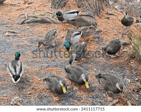 A flock of ducks on land eating corn off the ground.
