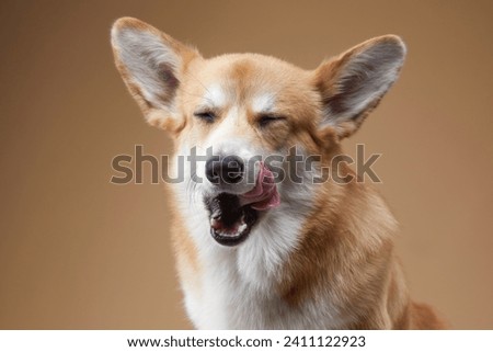 A jovial Welsh Corgi mid-lick, eyes squinted in delight, set against a neutral backdrop, exudes playfulness and joy. Royalty-Free Stock Photo #2411122923
