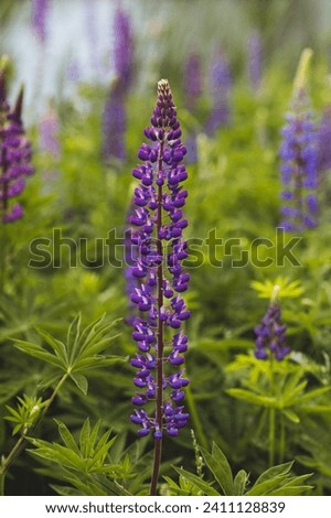 Lush lupine field at a golf course in the Adirondacks New York