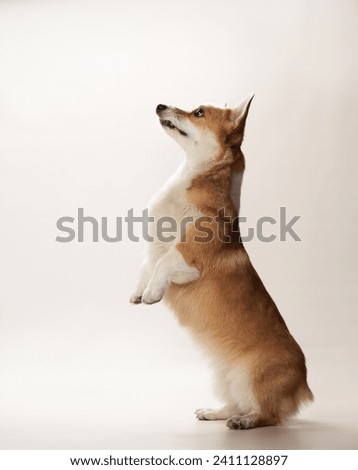 An attentive Welsh Corgi dog stands on hind legs, gazing upwards with ears perked, showcasing its stature against a light backdrop Royalty-Free Stock Photo #2411128897