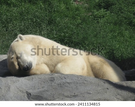 polar bear covering it's eyes with a paw sleeping in the sunlight