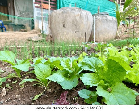 At garden grow vegetables plant agriculture vegetables.