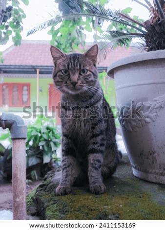 A striped cat sits gracefully beside a plant pot, showing calmness and curiosity, suitable for pet lovers and nature themes. For pet photography, nature backgrounds. Keywords cat, striped, pet, calm